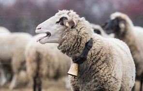 Κρούσμα ευλογιάς και σε κτηνοτροφική μονάδα της Φαρκαδόνας
